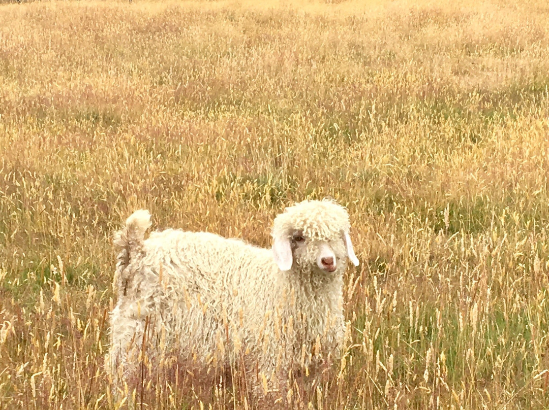 Stonehenge Farm Tours-蒂阿瑙必去景点