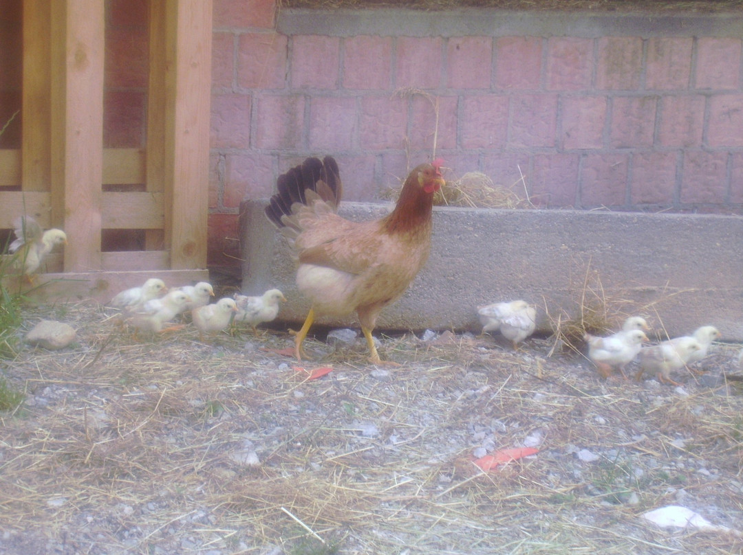 Santa Maria Rocca酒店住宿-Agriturismo La Dimora del Contadino