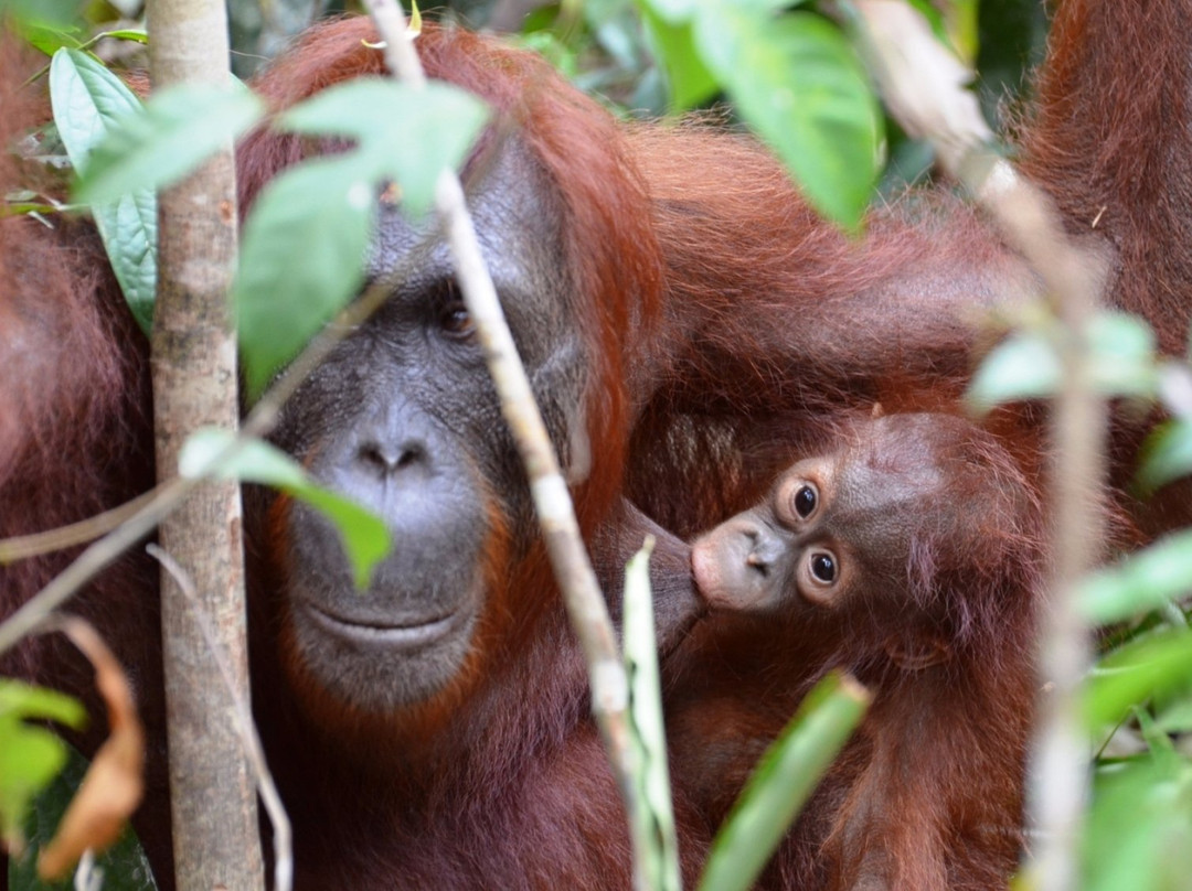 Kalimantan Tour Guide-巴厘巴板必去景点