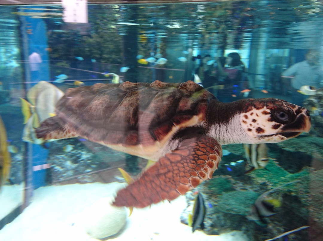 Nakagawa Aquatic Park-太田原市必去景点