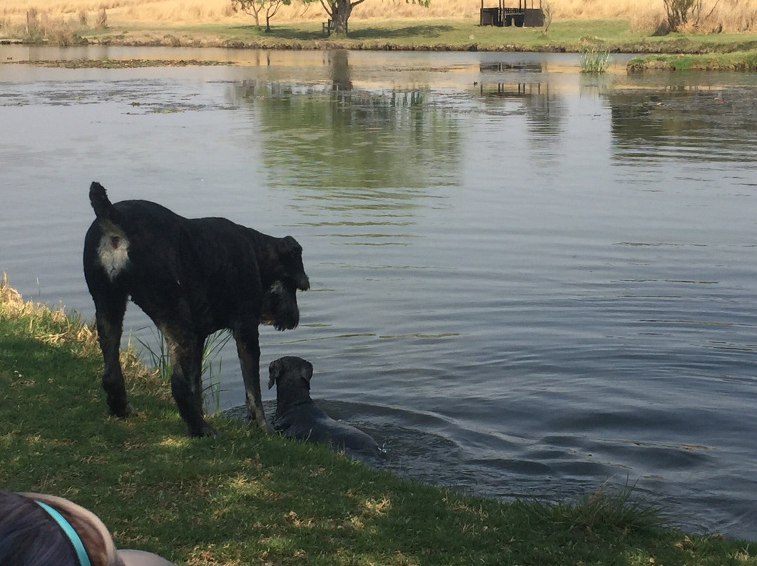 Walkhaven Dog Park-约翰内斯堡必去景点
