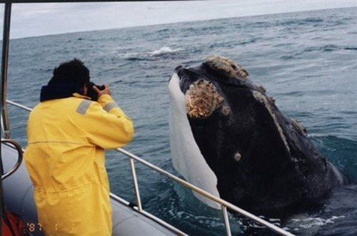 Austral Tours Patagonia景点图片