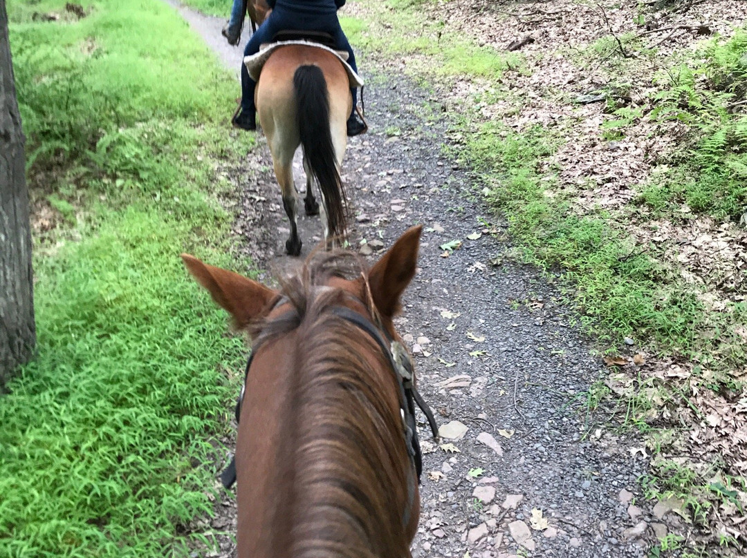 Paradise Riding Stables景点图片