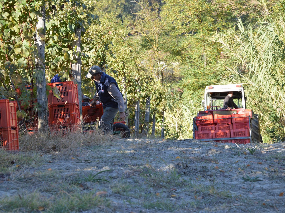 Azienda Vitivinicola Veglio Giovanni & Figli景点图片