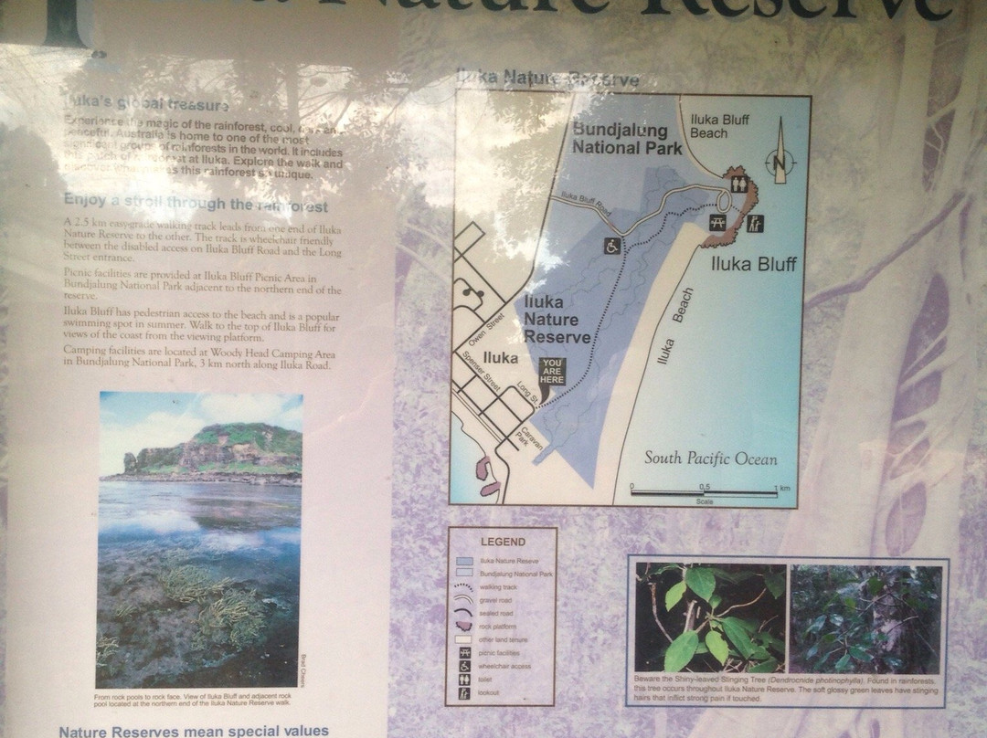 Iluka Rainforest Walking Track景点图片