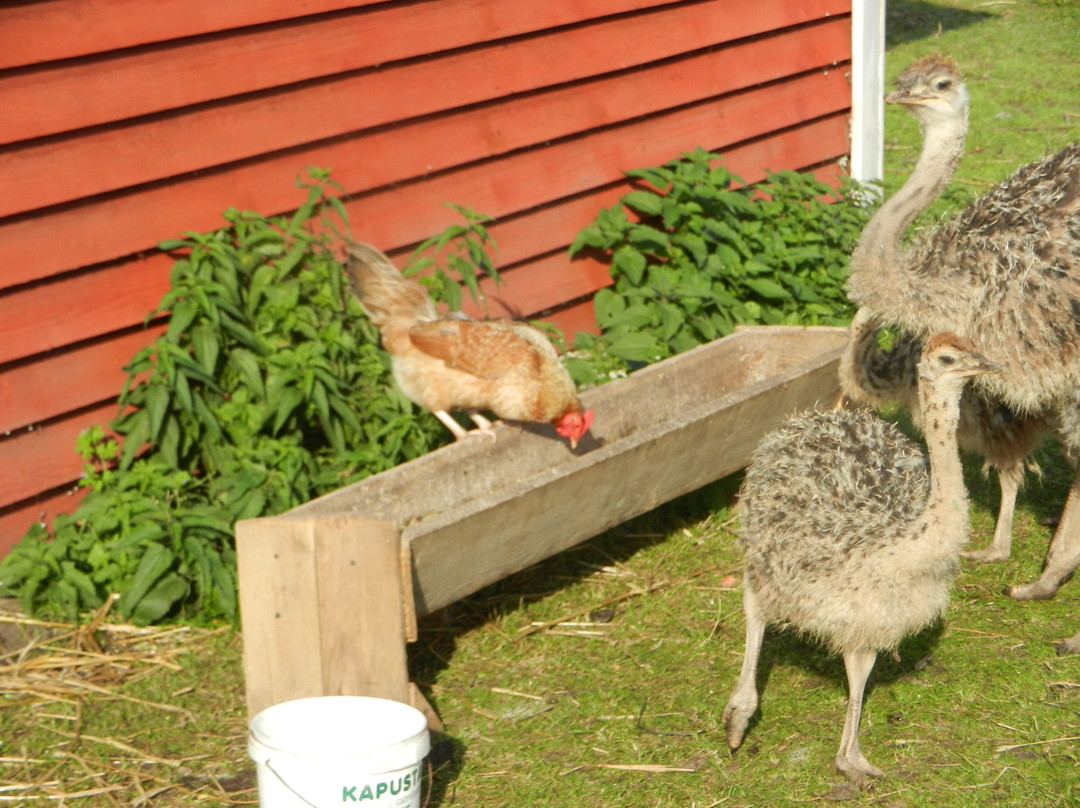 Ostrich Farm Kniewo景点图片