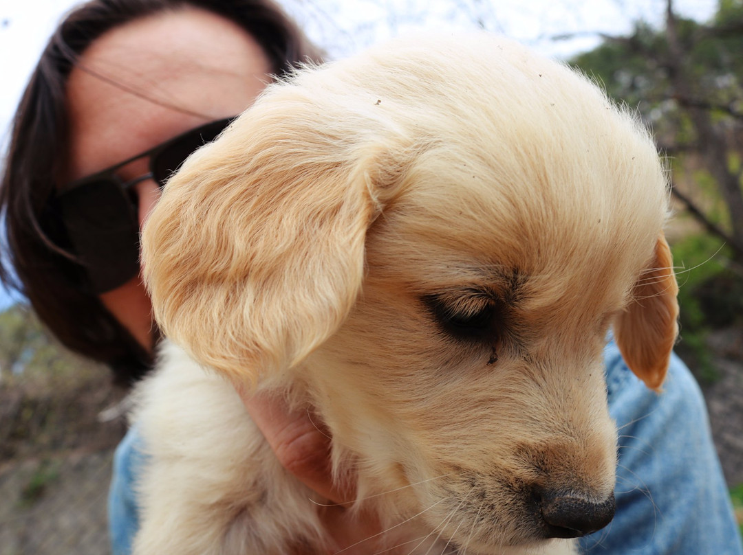 Yatsugatake Dog Farm-南牧村必去景点