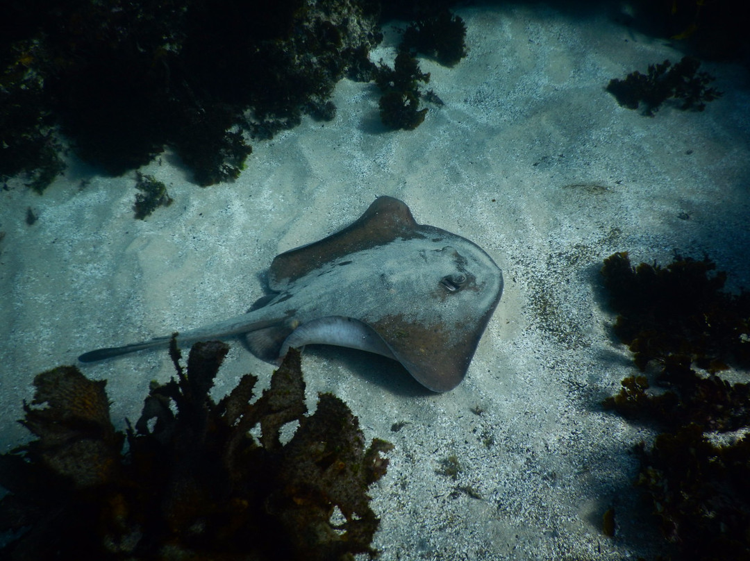Sydney Underwater Scooter Tours-悉尼必去景点