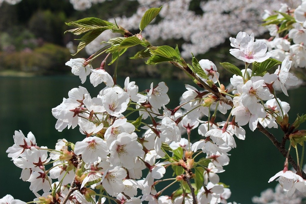 Handayama Natural Park-桑折町必去景点