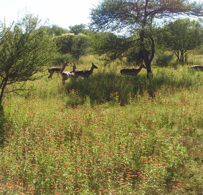 Buffelsdrift Trail Park-比勒陀利亚必去景点