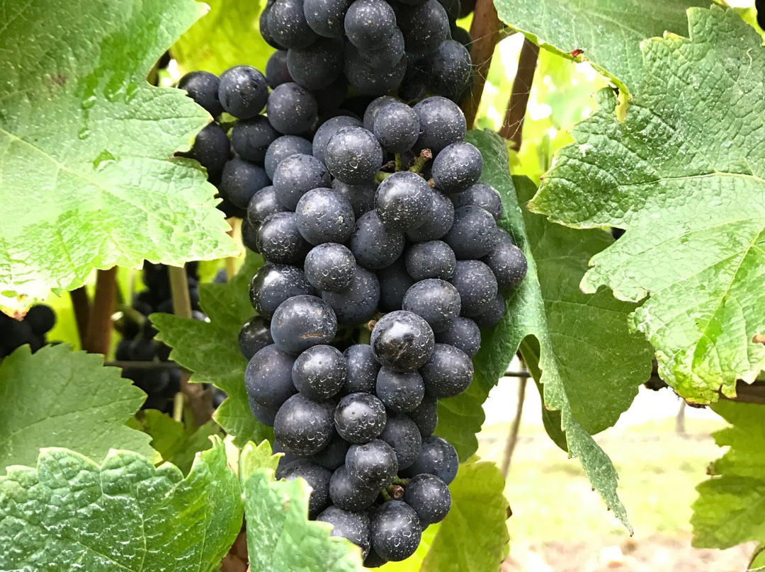 Prickly Mo-West Kentish必去景点