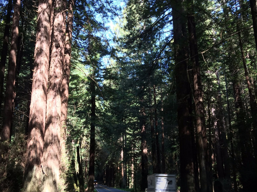 Navarro River Redwoods State Park景点图片
