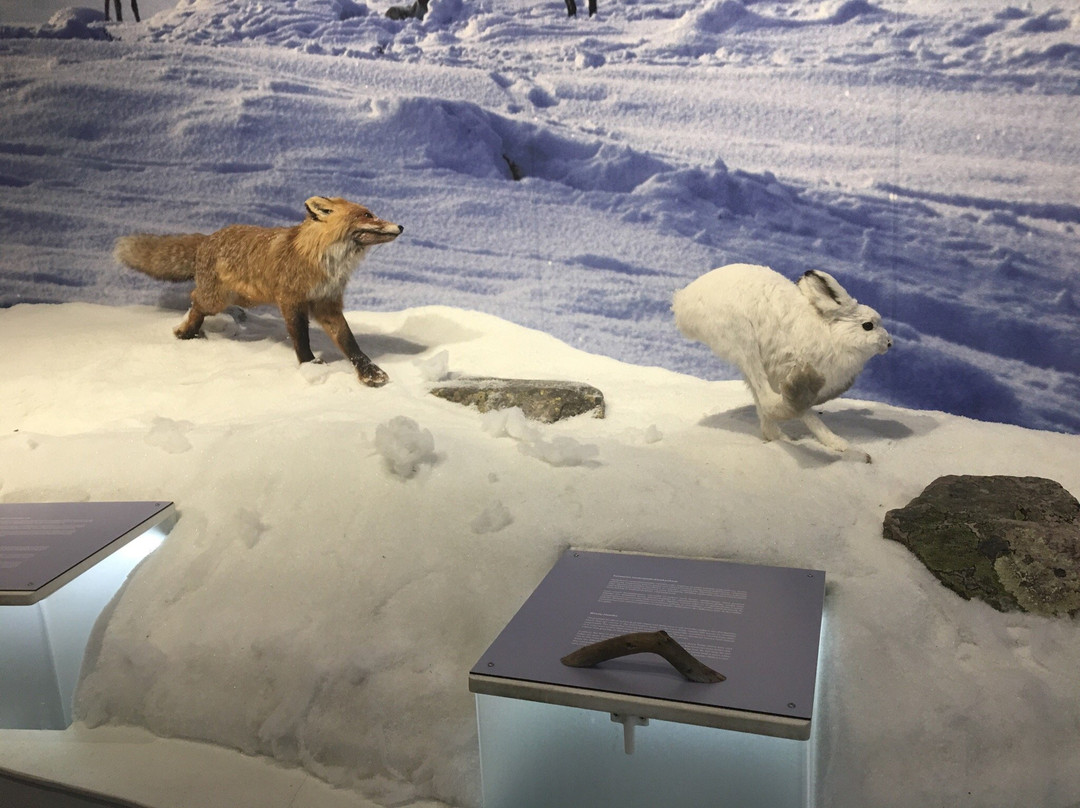 Pyha-Luosto Visitor and Culture Centre Naava-Pyhatunturi必去景点