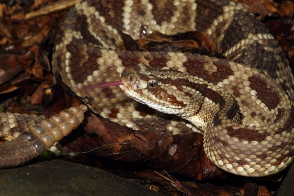 Snake Garden景点图片