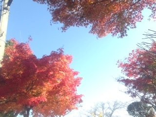 Shikinomori Park景点图片