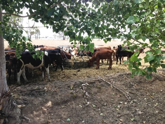 Kotupna旅游景点-Locheilan Farmhouse Cheese