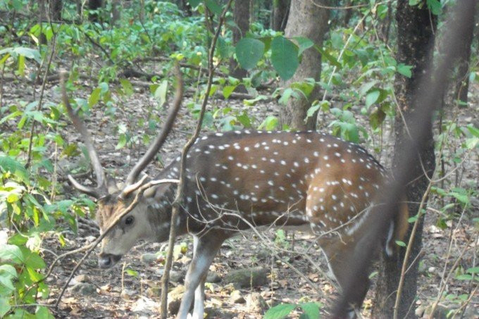 Banpukuria Deer Park-Mukutmanipur必去景点