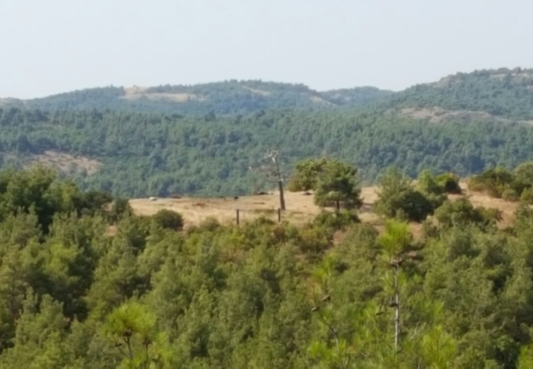 Dadia Forest-亚历山德鲁波利必去景点