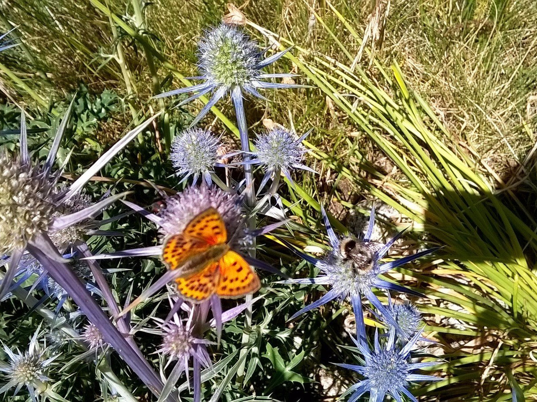 Parc Natural de la Vall de Sorteny-La Pobla de Massaluca必去景点