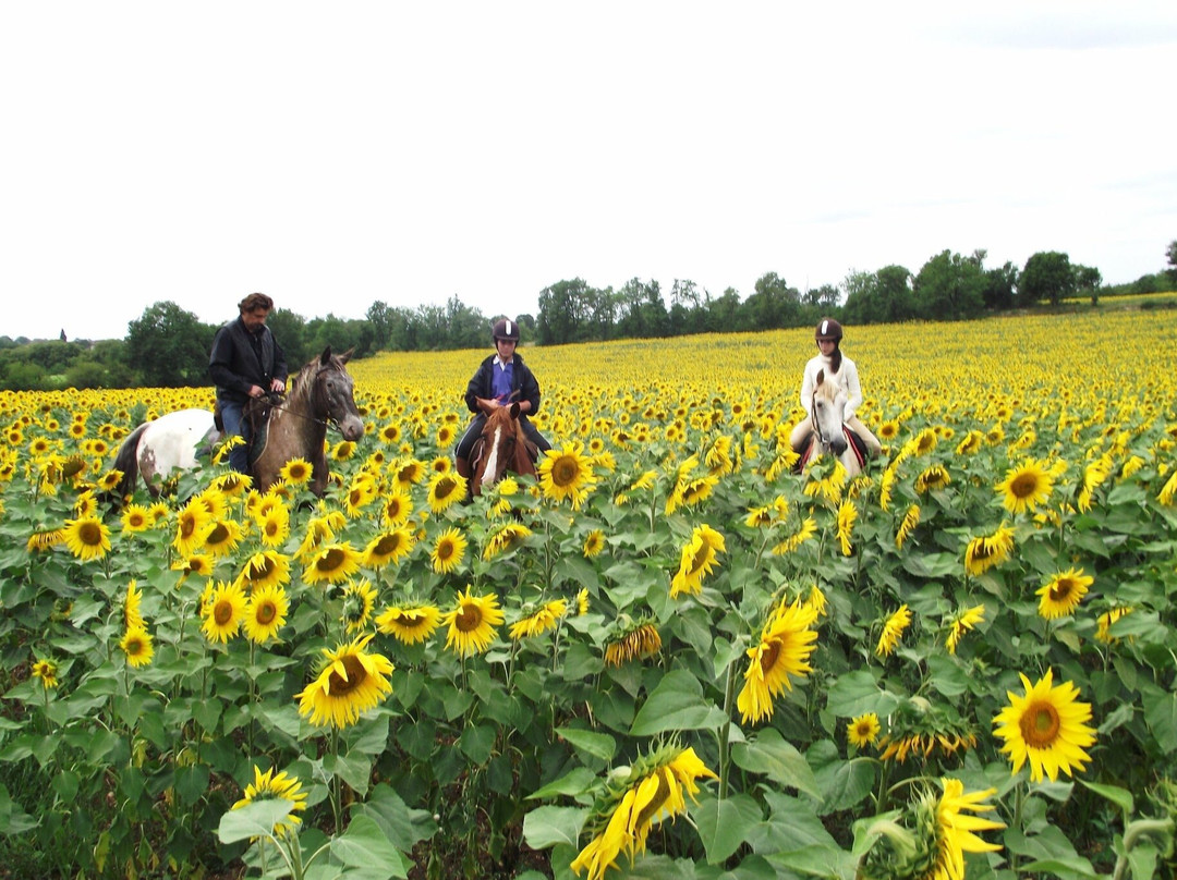 Ferme Equestre Le Cheval Blanc景点图片