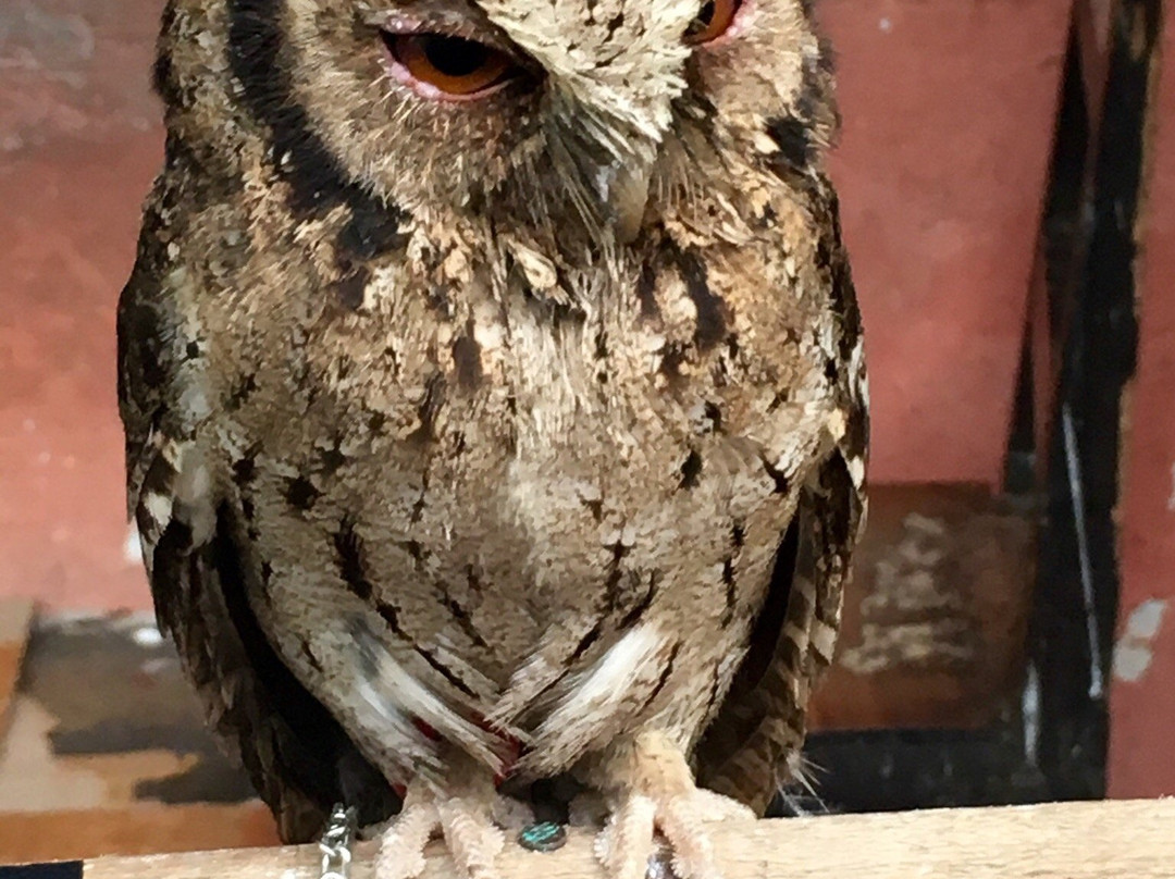 Birds and Flower Market Malang-玛琅必去景点