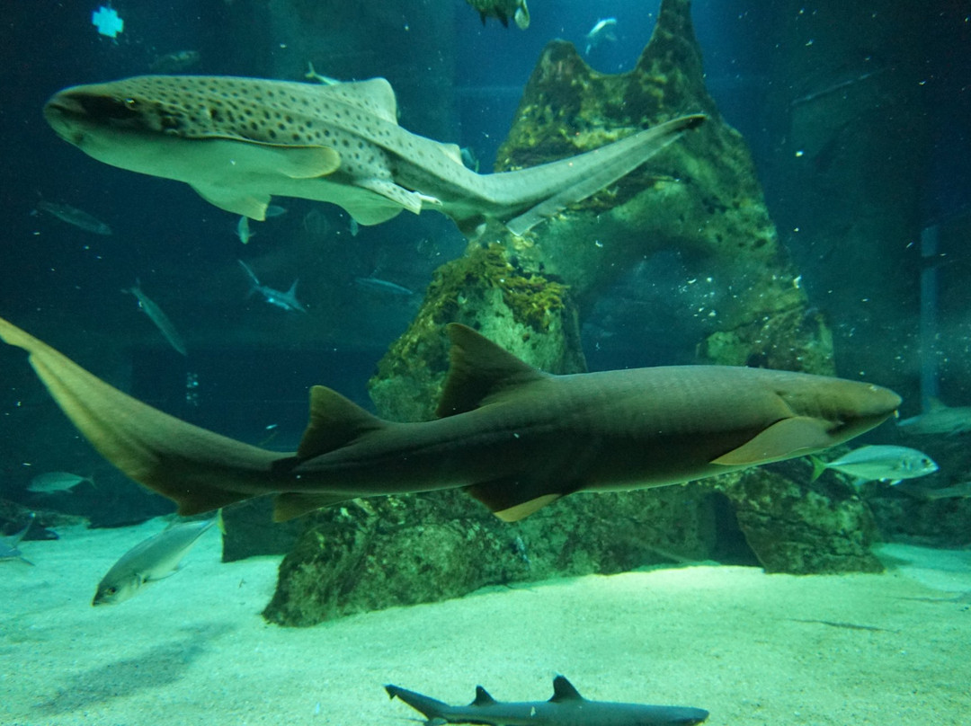 比亚里茨旅游景点-Aquarium de Biarritz