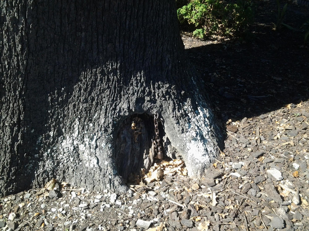 The Old Slave Tree-乔治必去景点