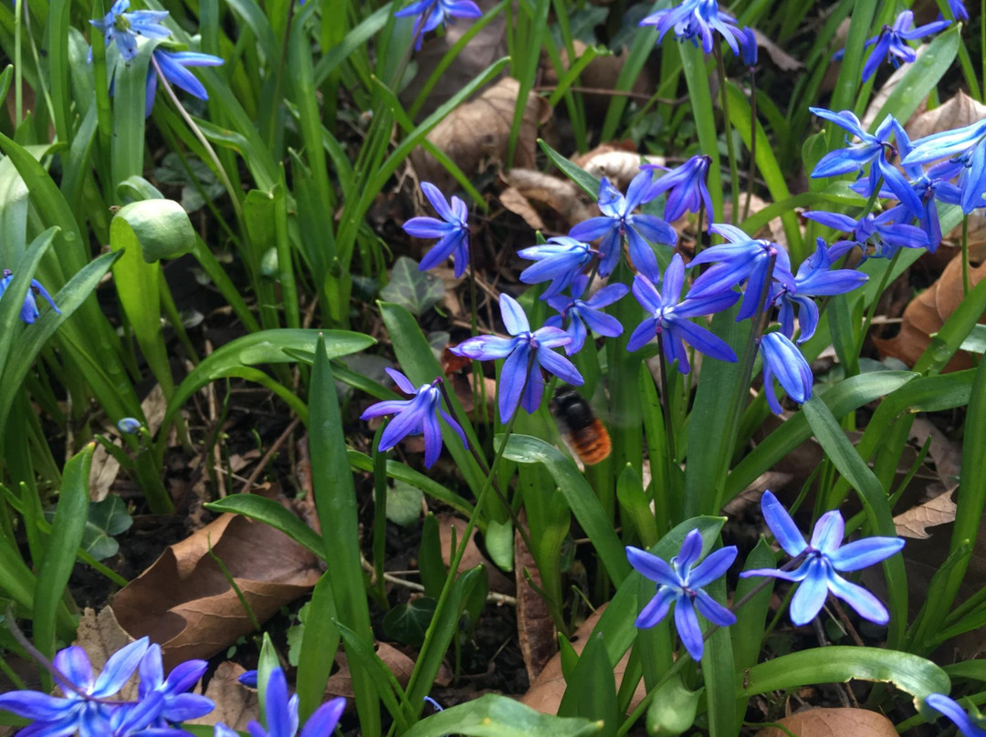 Lindener Bergfriedhof-汉诺威必去景点