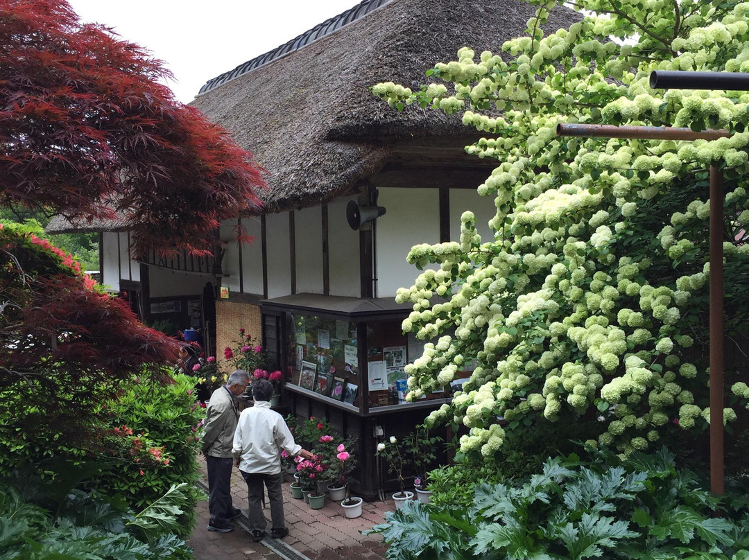 Mobara Peony Garden-茂原市必去景点