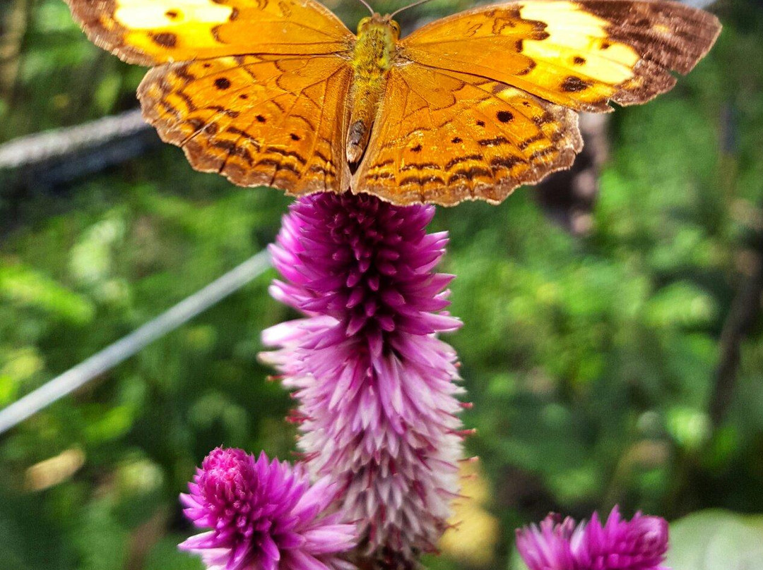 Gita Persada Butterfly Park-班达楠榜必去景点