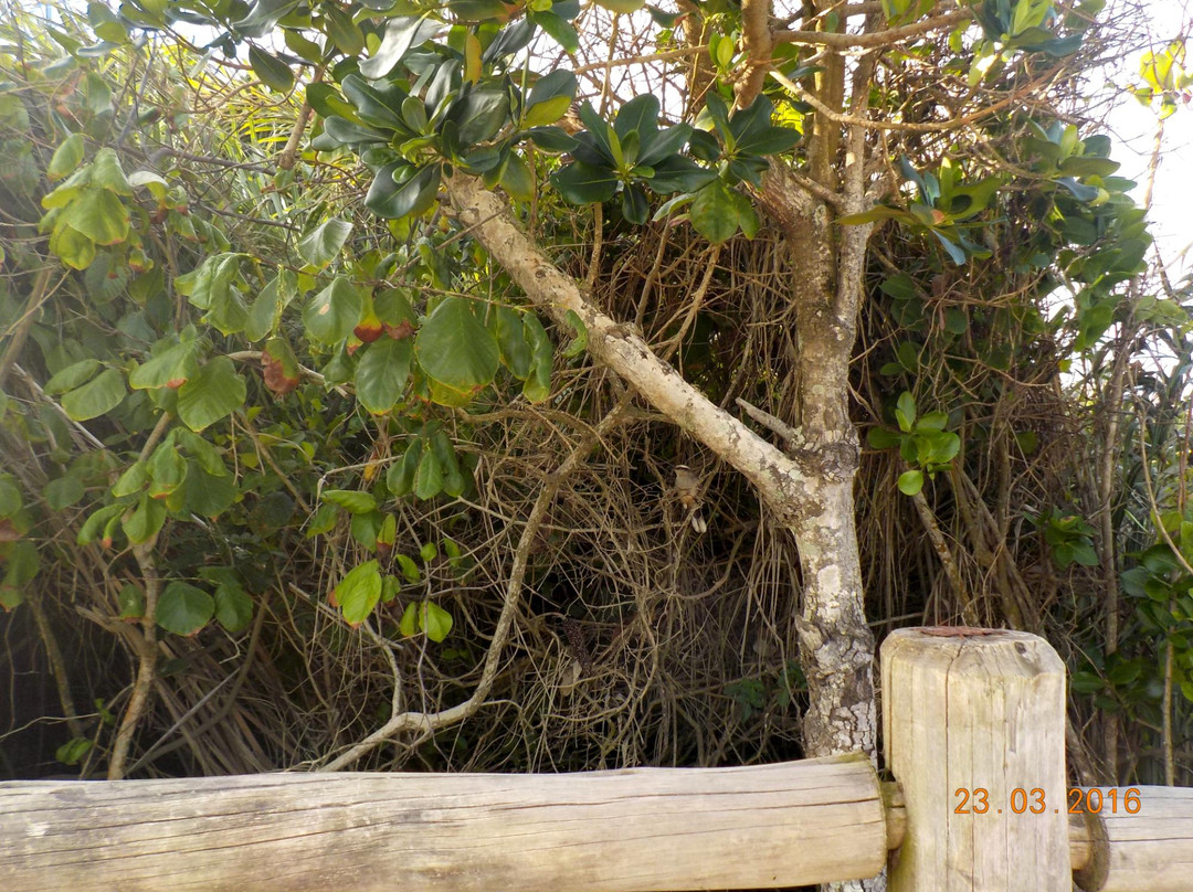 Pontal Do Ipiranga Beach景点图片