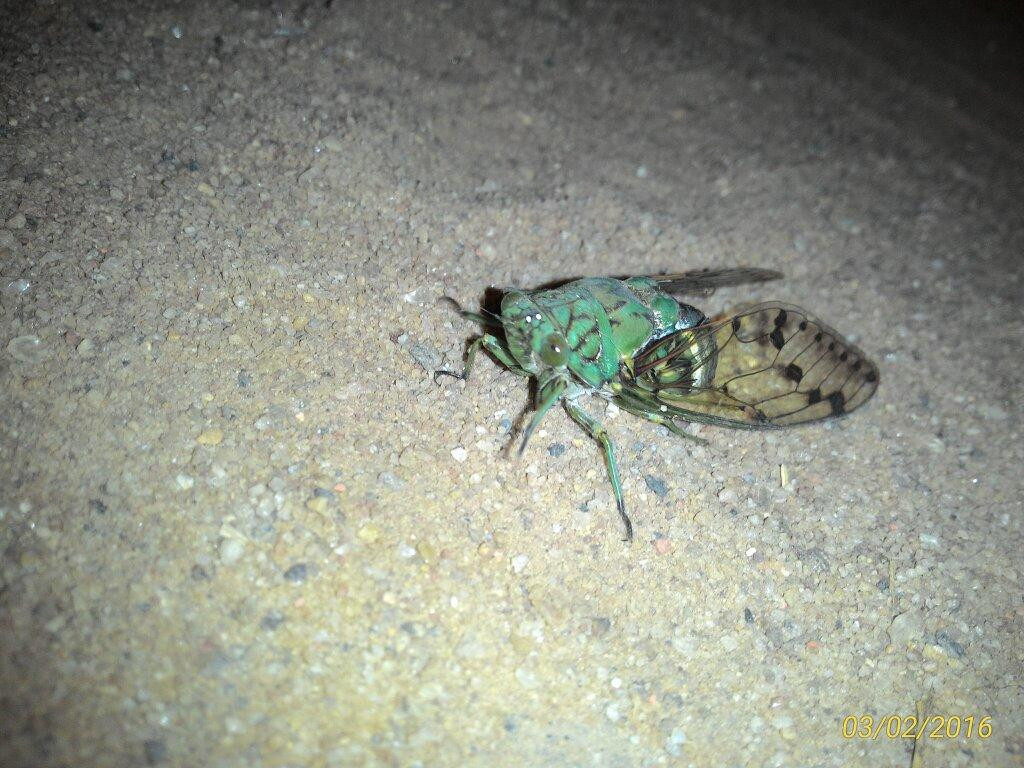 Parque Estadual da Serra do Brigadeiro-Araponga必去景点