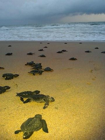Kosgoda Turtle Care景点图片