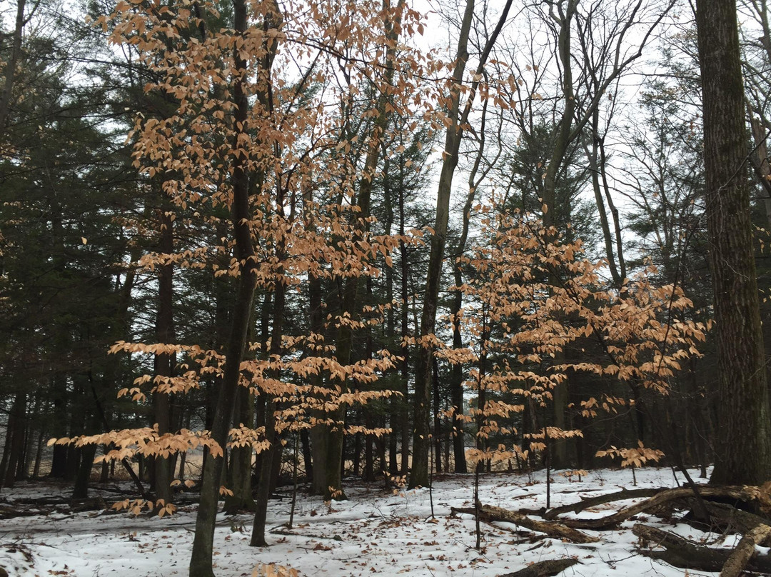 Mass Audubon Ipswich River Wildlife Sanctuary-Topsfield必去景点
