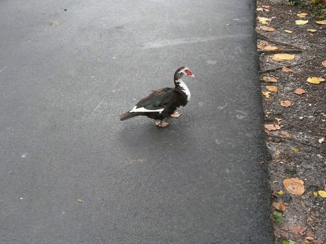 Don Soffer Exercise Trail-阿文图拉必去景点