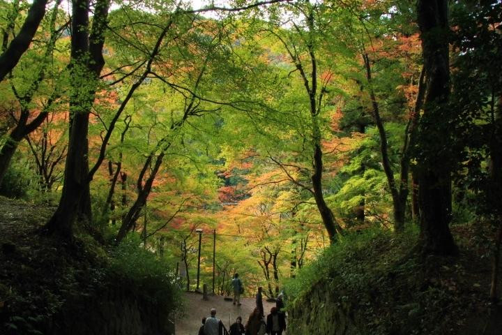 Kojakuji Temple景点图片