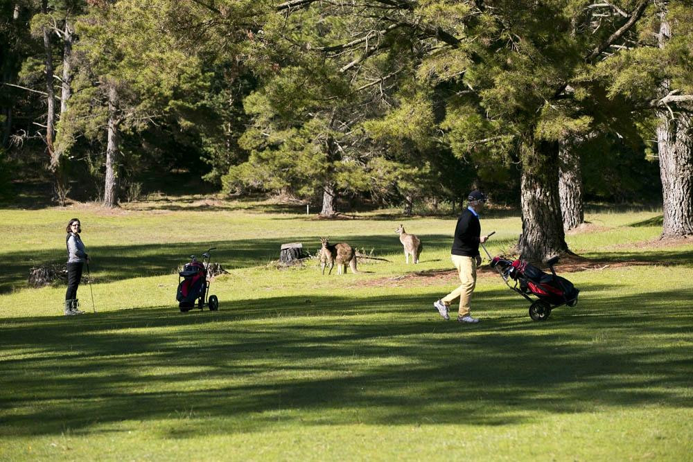 Mt Beauty Golf Club-Mount Beauty必去景点