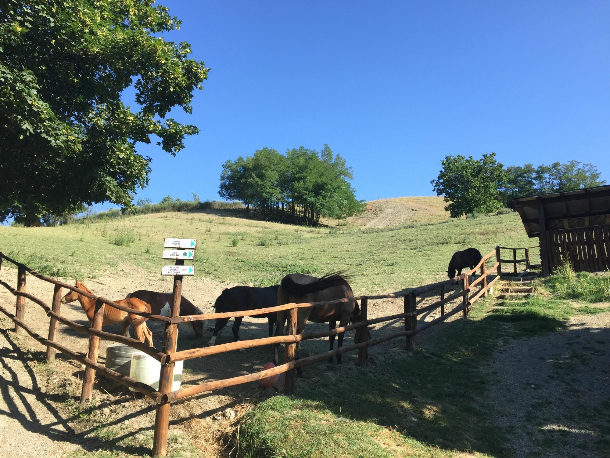 Parco Matildico Di Montalto-客卧