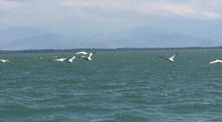 Kormoran Cruising-维尔巴札拉必去景点