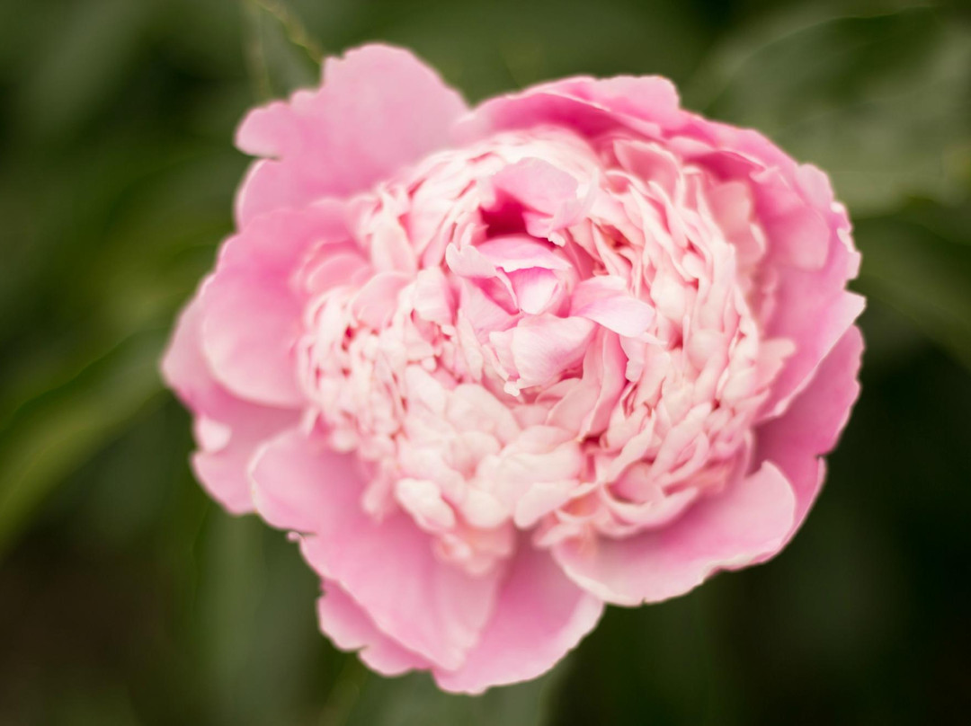 Cedar Valley Arboretum & Botanic Gardens-Waterloo必去景点