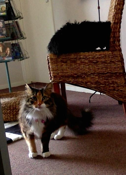 Midvalley Motel主图