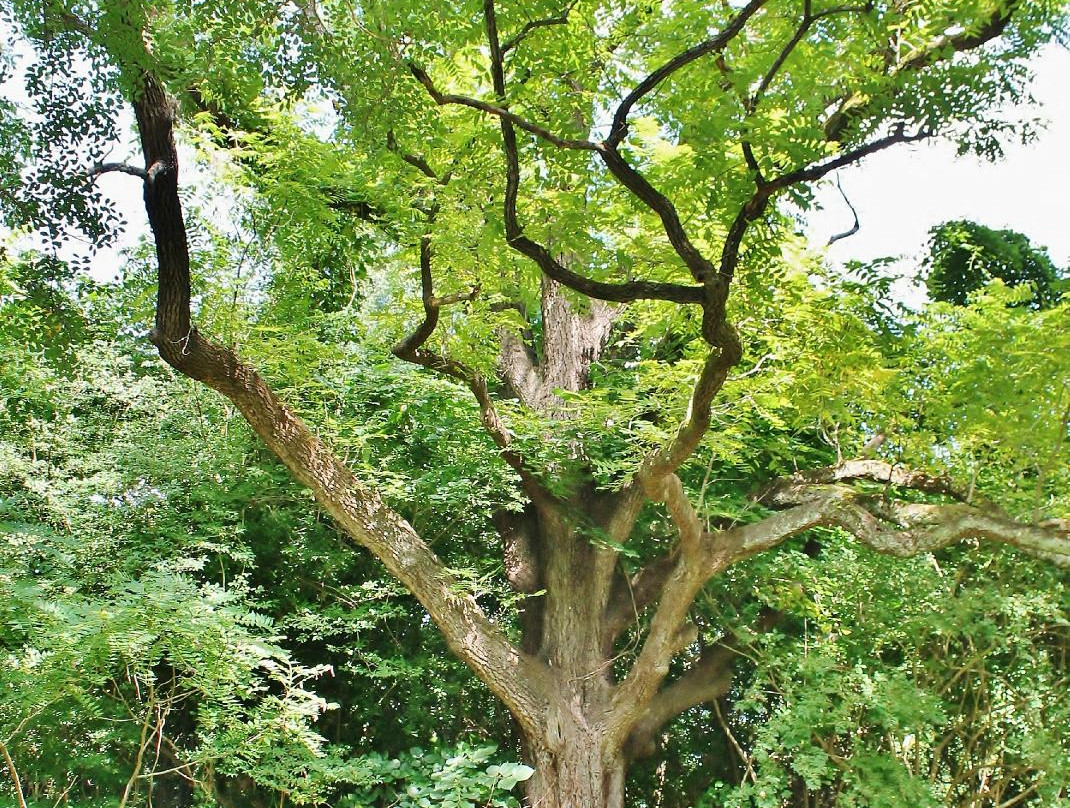 Fort Boykin-Smithfield必去景点