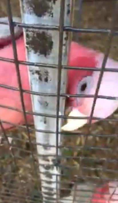 Esperance Bird and Animal Park景点图片