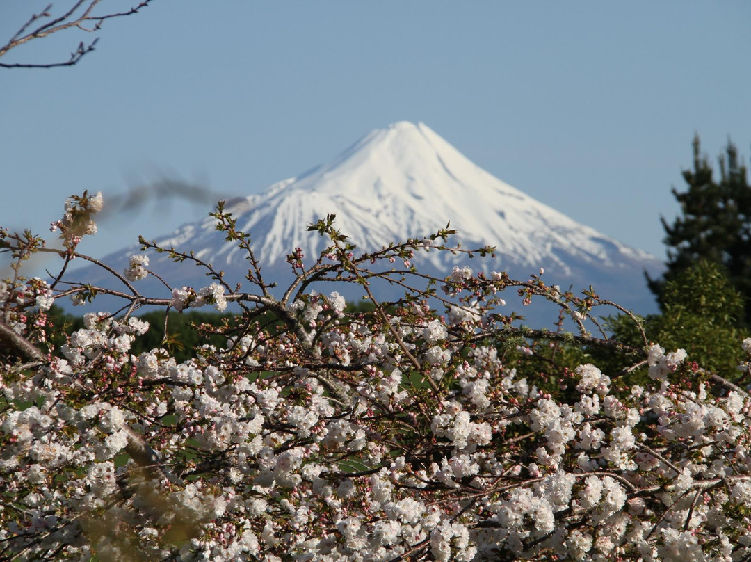 Puketarata Garden景点图片