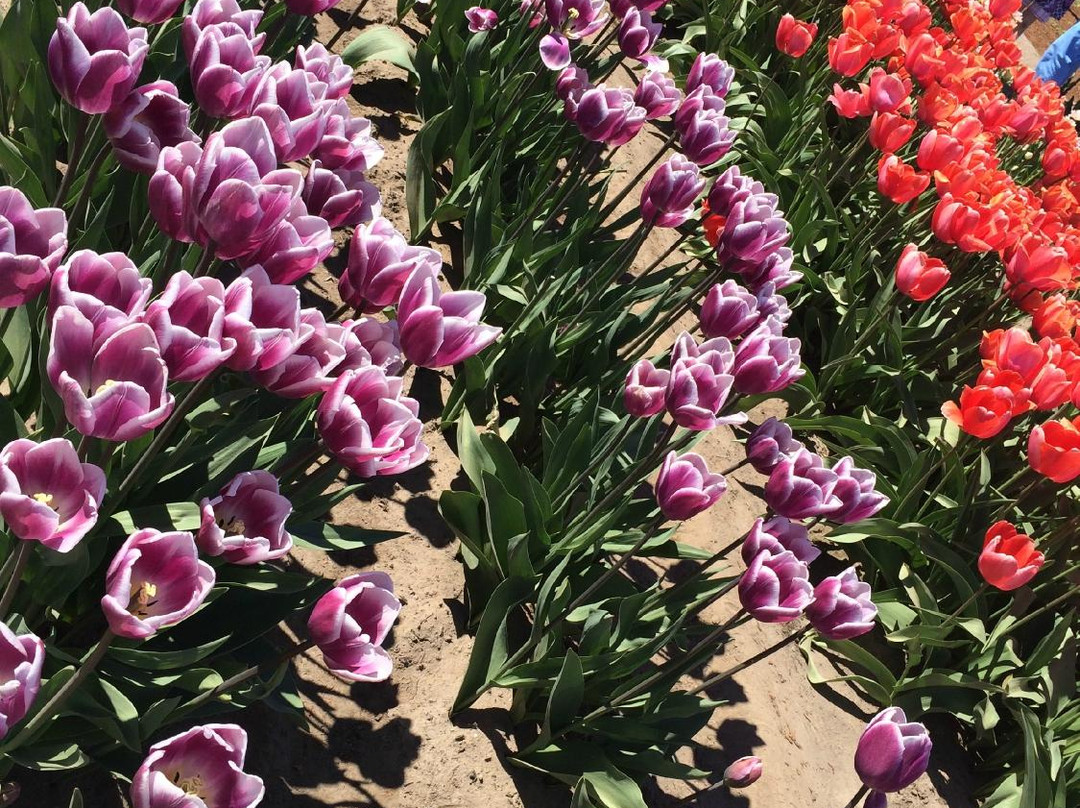 Holland America Bulb Farms景点图片
