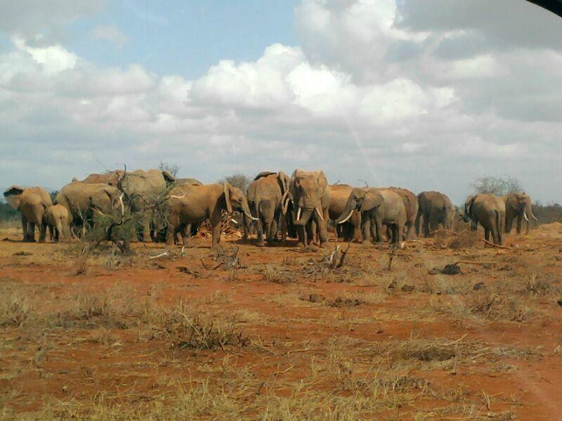Safari Quest Kenya - Day Adventures景点图片