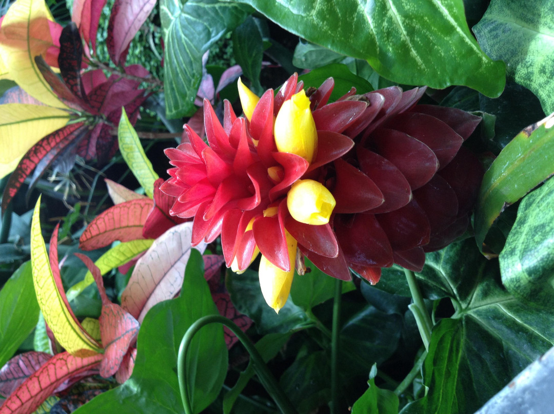 Botanical Gardens-尼亚加拉大瀑布必去景点