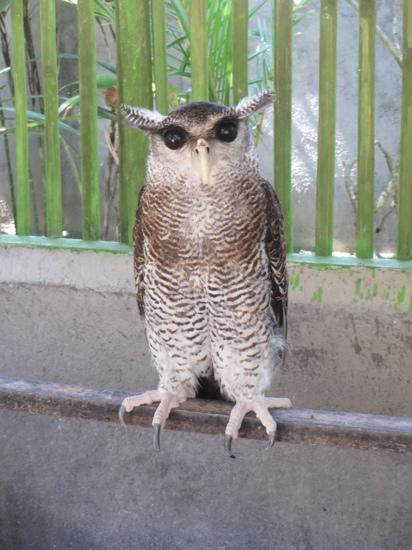 海龟保育和教育中心（TCEC）-Serangan必去景点