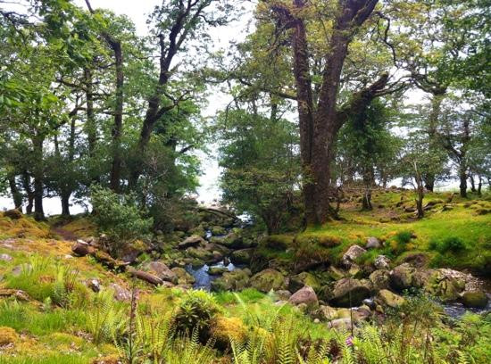 O'Sullivan's Cascade-基拉尼必去景点