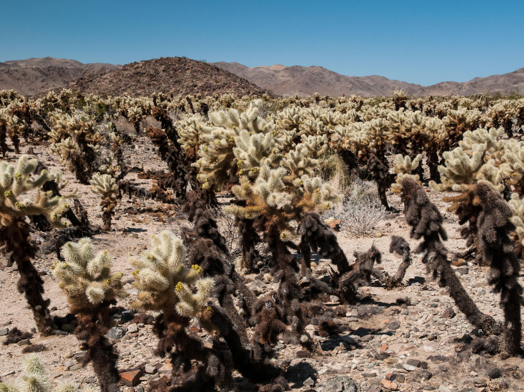 Cholla Cactus Garden-约书亚树国家公园必去景点